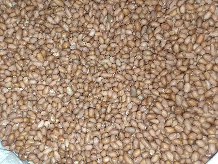 માંડવીનું બીજ. G 41