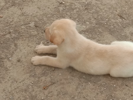 લેબરા ડોગ ફિમેલ પપ્પી