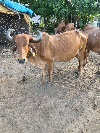 ગાય