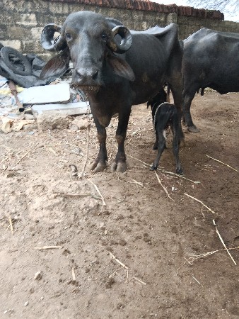 પેલ વેતરી ખડેલી વેચવાની