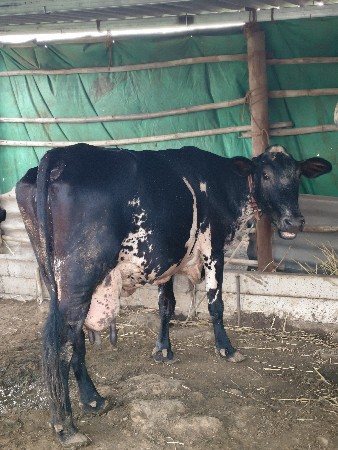 બોડી ક્રોસ ગાય વેચવાની છે.