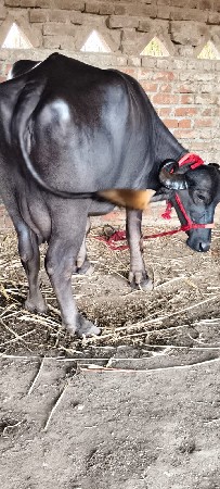 પેલું વેતર સે 10 દિવસ ની વાર se