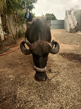 ભેંસ