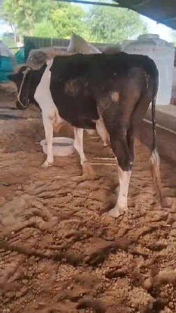 સારી hf જર્સી ગાય સસ્તા ભાવે