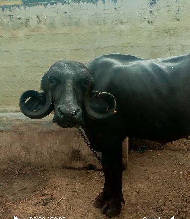 ભેંસ વેચવા ની છે