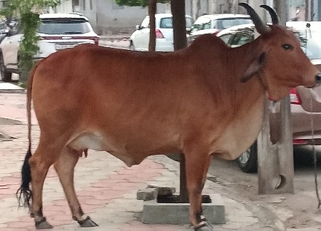 અર્જુન ગોલતર