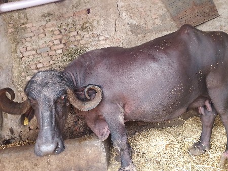 ચાર દીવસ ની કાચી છે