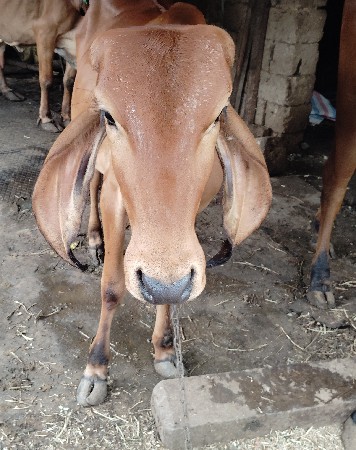 વાછડી વેચવાની છે
