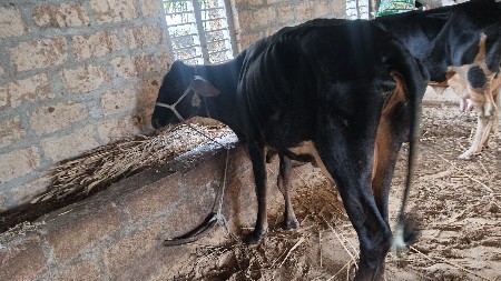 4.5 લીટર દૂધ હજાર માં સે