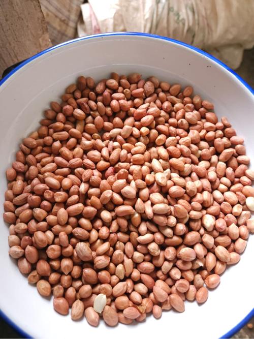 મગફળી બિયારણ