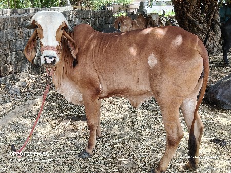 હોડકી વેસવાની સે
