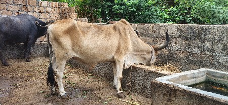 5 મી ધર નો સે