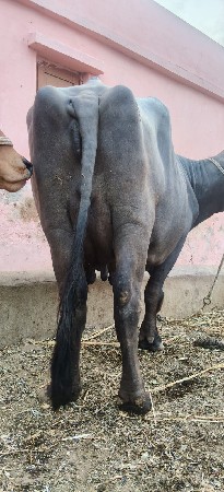 આ ભેંસ વેચવાની છે