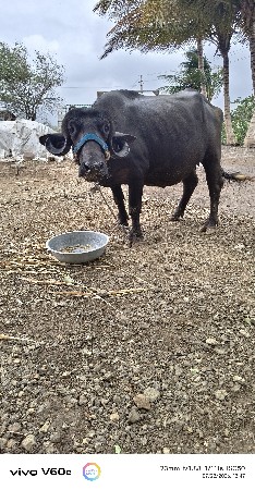 pel vetre