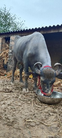 ભેંસ વેચવાની છે