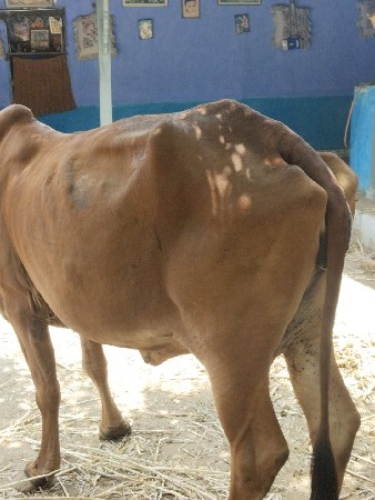 ગાય વેચવાની છે