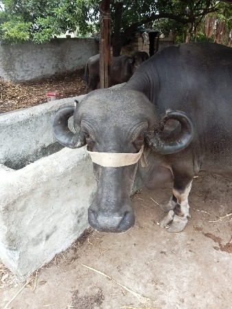 ભેંસ વેચવાની છે