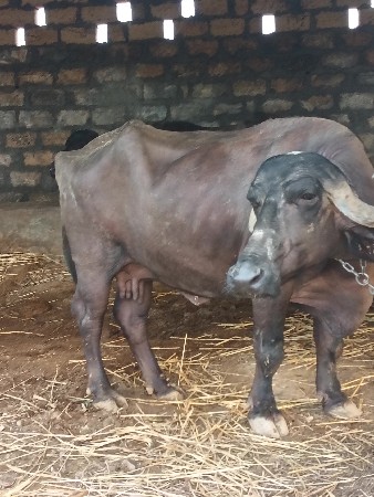 મયના ની વાર છે