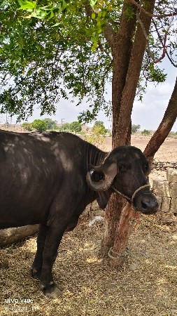 ભેંશ વાંચવાની છે