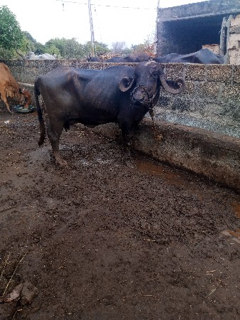 ભેશ