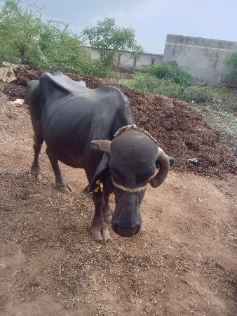 ભેંસ વેચવાની હે અને પાડો