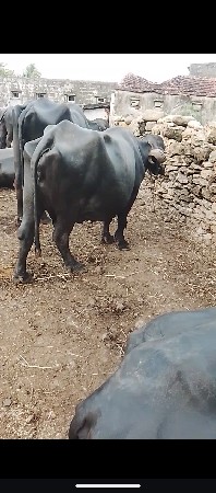 ભેંસ વેચવાની છે