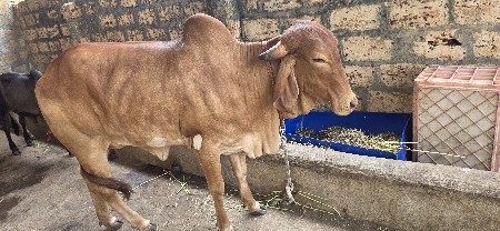 sonkapila