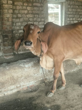 ગાય વેચવાની છે