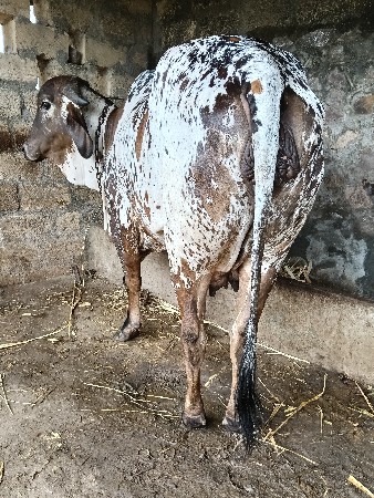 વેચવાની છે