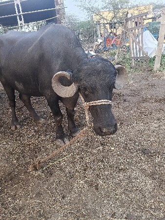 20/22 દીવસ ની કાચી છે 2વેતર વીયાવાછ