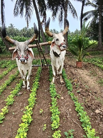 આદમ.   ભાઈ.    ભાટા