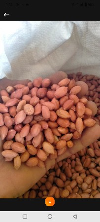 ગીરનાર 4