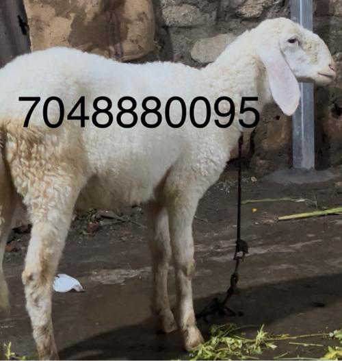 Gheta