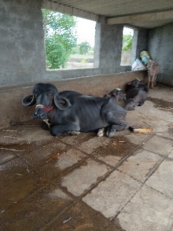ખડેલી વેચવાની છે