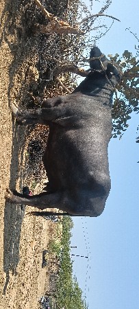 પારેઠ ગાભણી ભેંસો લેવાની છે