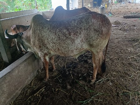 બળદ વેચવાનો