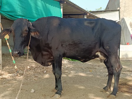 સાટા પણ કરશું