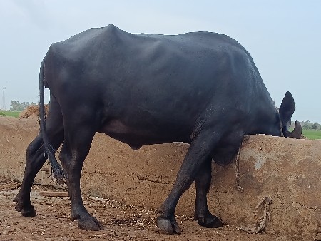 ભેંસ વેચવાની છે