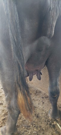 ભેંસ વેસવા નિ છે