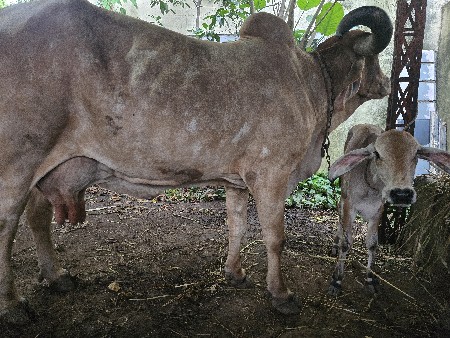 ગાય વેચવાની છે
