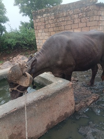 ખલેડીવેશવાનિછે