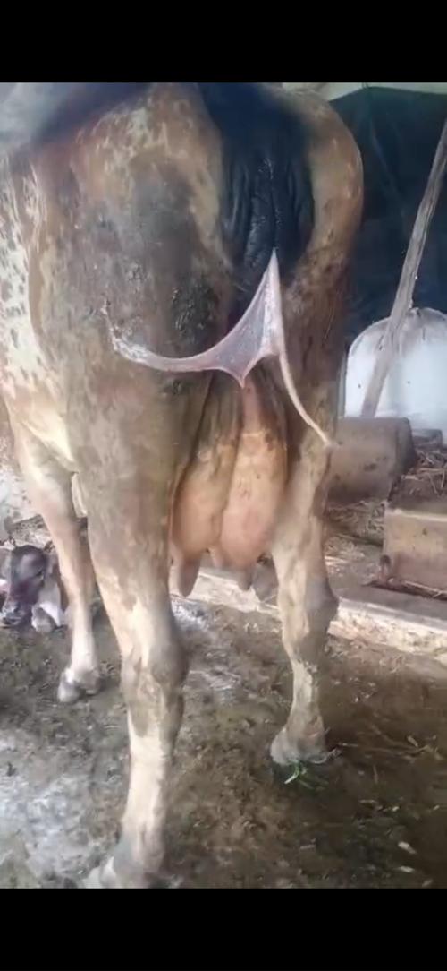 કાબરી  🐂