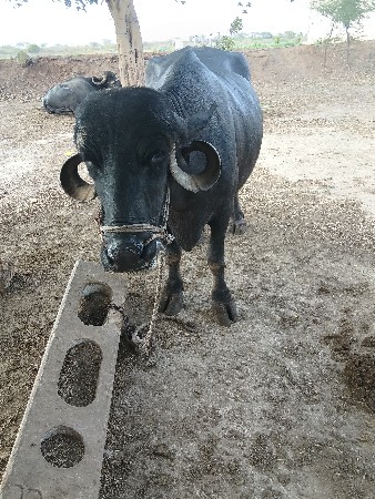 3 વેતર