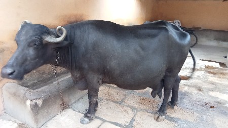 ભેંસ વેચવાની છે 3જુવેતર