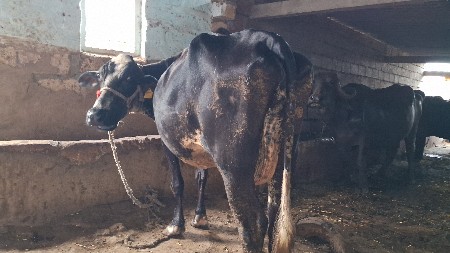 આ ગાય વેચવા ની છે