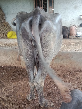 વેસવાનીસે તીજુવેતર