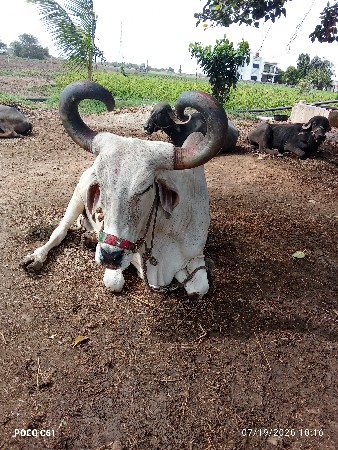 બળદ વેચવાનો છે 5મી ધરમાં છે
