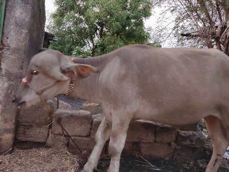 આ પાડી વેચવાની છે