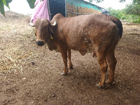 ગીર ગાય દેવાની છે
