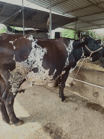 બીજું વેધર ત્રીજું વેતર